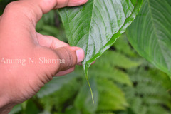 Arisaema leschenaultii